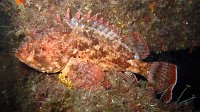 030 Rascasse brune (Scorpaena porcus)
